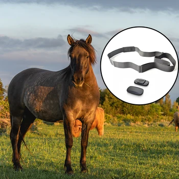 FITCENT Άλογο Όργανο ελέγχου Ποσοστού Καρδιών Tracker Παρακολούθηση του Καρδιακού Ρυθμού Άλογο Ζώνη ζωνών για Ιππασίας
